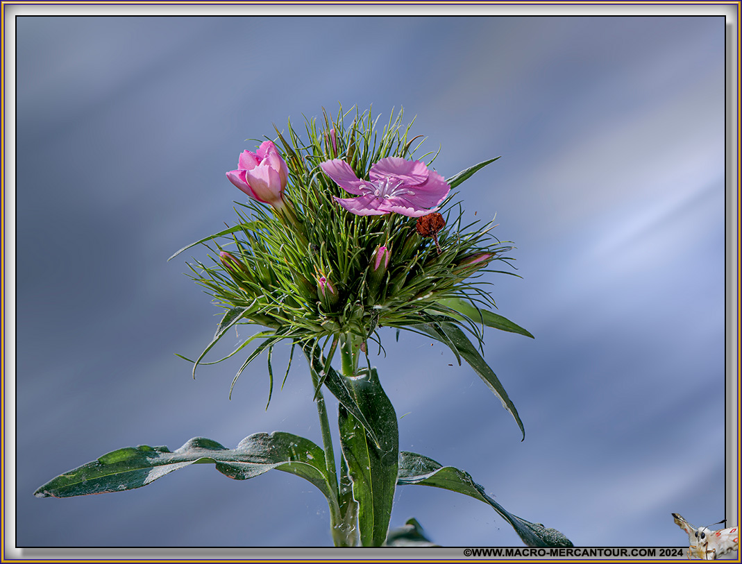 Oeillets